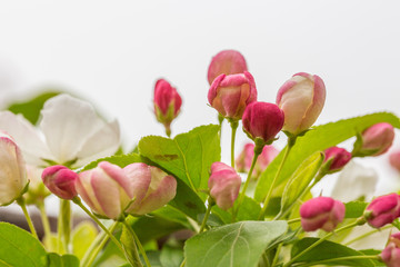 Begonia flowers and flower buds open in spring, outdoors，Malus spectabilis