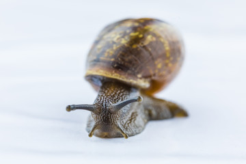 The beautiful macro shot of isolated funny inquisitive snail on the white background doing his slow stroll