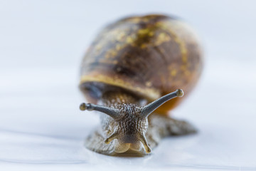 The beautiful macro shot of isolated funny inquisitive snail on the white background doing his slow stroll