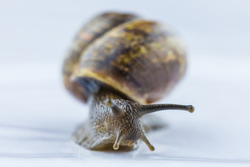 The beautiful macro shot of isolated funny inquisitive snail on the white background doing his slow stroll