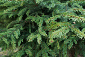 Spruce branches on a green background. Young spruce tree, bright green branches. Background of Christmas tree branches. Close-up view of sprout spring fir branches