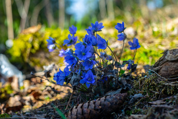 flowers in the garden