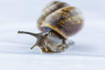 The beautiful macro shot of isolated funny inquisitive snail on the white background doing his slow stroll