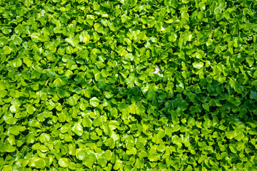 Fresh green water hyacinth , leafs, with sunlight for background, wallpaper, copy space