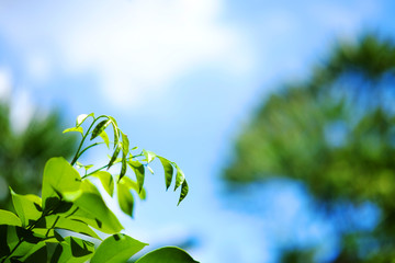 Green leave branchs with Beatiful sunlight natural and blue sky in the forest.