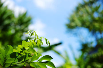 Green leave branchs with Beatiful sunlight natural and blue sky in the forest.