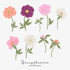 Hand drawn peonies. Spring flowers set. Garden plants. Botanical vector illustration.