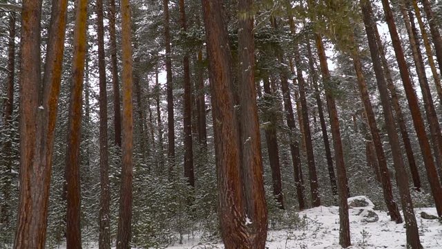 Snowy yellow pine forest. Bolu forests in Turkey