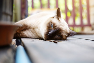 Siamese cat relax on wood floor with sunlight in natural of garden