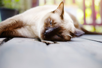 Siamese cat relax on wood floor with sunlight in natural of garden