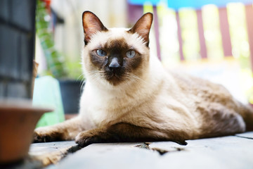 Siamese cat relax on wood floor with sunlight in natural of garden