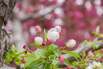 Begonia flowers and flower buds open in spring, outdoors，Malus spectabilis