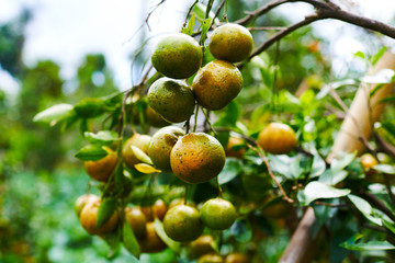 Natural food. Healthy eating, bio and organic food. Ripe juicy sweet orange mandarins on a tree in the orchard. Branch with fresh ripe tangerines and leaves. View of green garden. Selective focus.