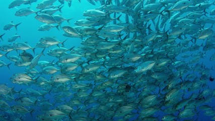 A huge school of Jacks. Big eye Trevally Jack, (Caranx sexfasciatus) Forming a polarized school, bait ball or tornado,Maldives, Indian Ocean, SUPER SLOW MOTION