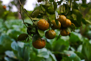 Orange mandarins on the tree. Ripe tangerine. Homegarden. A lot of fruit on the tree. Already ripe. View of green garden. Farming in autumntime. Picturesque day and gorgeous scene. Selective focus.