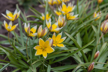 Obraz premium Background image - dwarf yellow and white star-shaped tulips