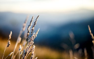 depth of field picture of natural meadow plants at sunrise in austrian alps