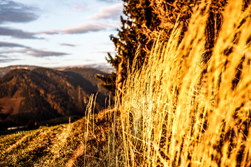 depth of field picture of natural meadow plants at sunrise in the alps with a view down at the valley in austrian alps