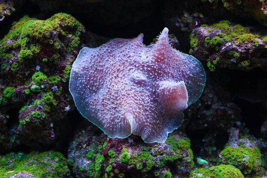 Amplexidiscus fenestrafer coral.