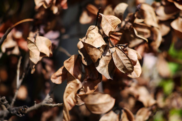 Dry leaf on brunch with sunlight in nature park and forest