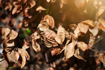 Dry leaf on brunch with sunlight in nature park and forest