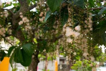 Flowers of powder-puff tree in Naha city,Okinawa