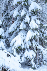 trees in the snow, snowy forest. Winter tale.
