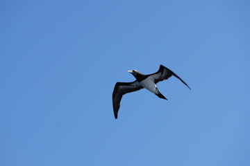 Flying seagull