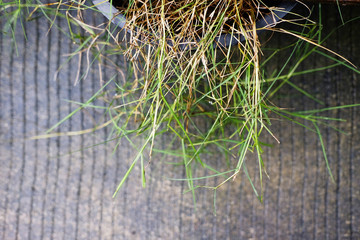 Weed in a pot on concrete floor