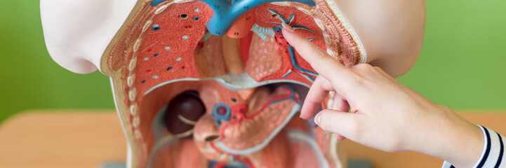 Young female teacher in biology class, teaching human body anatomy, using artificial body model to...