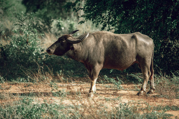 Naklejka na ściany i meble Male water buffalo stands sideways on green tree background