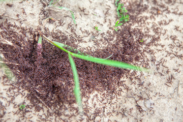 little black ants on the ground