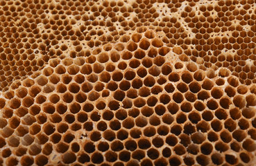 Close up Fresh Honeycomb background