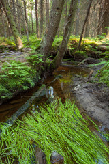 Fototapeta na wymiar Small stream in the lush forest at summer