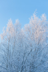 Birch tree covered in frost