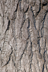 Texture of the bark of a living tree