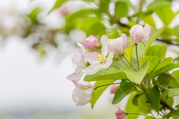 Begonia flowers and flower buds open in spring, outdoors，Malus spectabilis