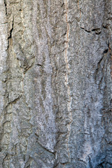 Texture of the bark of a living tree