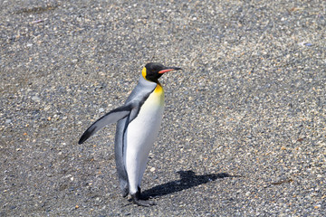 King penguin on Martillo island beach, Ushuaia