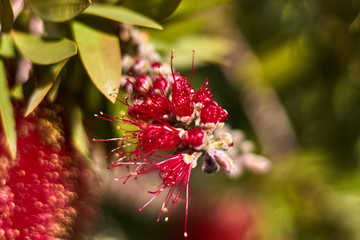 The red flower is borning