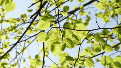 green leaves of tree