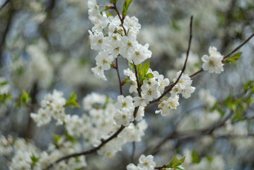 Apple tree in bloom