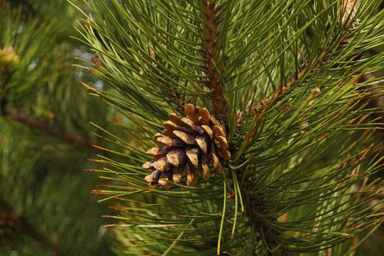 Black pine. This tree is a raw material of essential oils and other substances used in medicine and cosmetics.