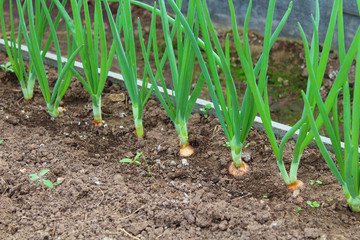 Green onions growing in a greenhouse in the garden. Close-up. Background.