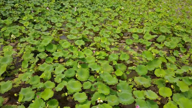 Pond, lotus leaf