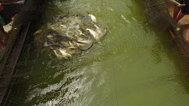 Cast net fishing