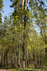 spring, flora, forest, trees, pines, young, shoots, branch, green, foliage, blue, sky, beauty, nature, landscape, walk