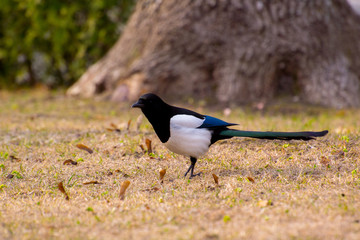 magpie on grass 