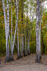 Birches in autumn 