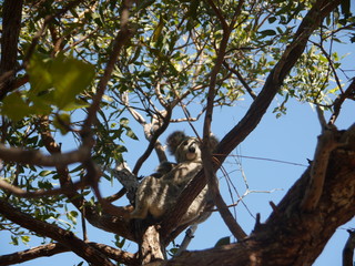 Fototapeta premium young female Koala (Phascolarctos Cinereus) with baby sitting high up an eucalyptus tree, Magnetic Island, Australia